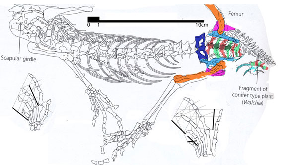 Aphelosaurus