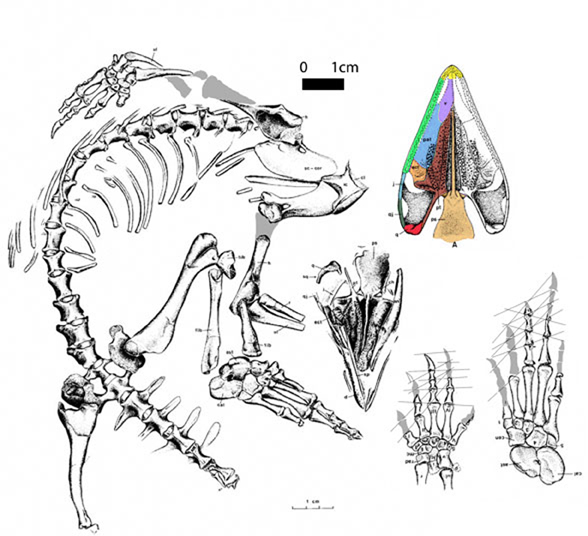 Broomia in situ