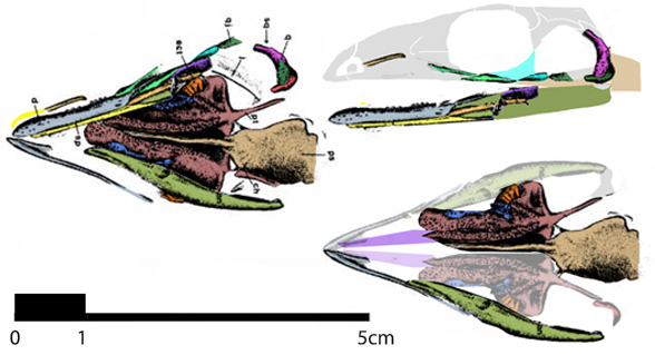 Broomia skull restored