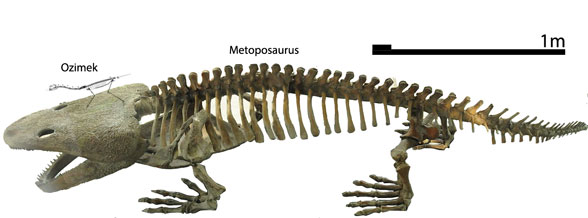 Ozimek riding Metoposaurus