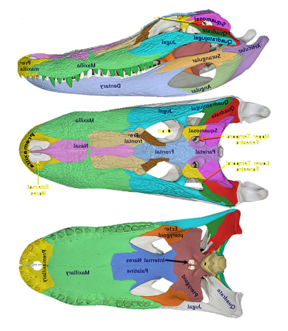 Alligator skull