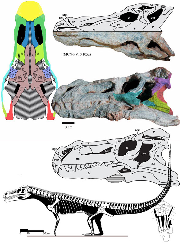 Decuriasuchus