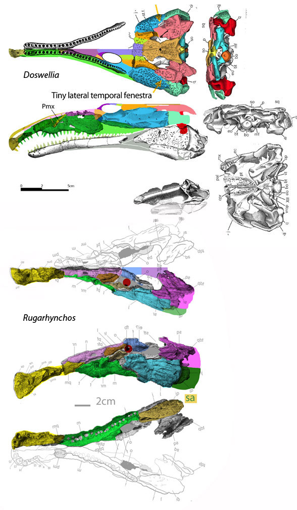 Doswellia skulls