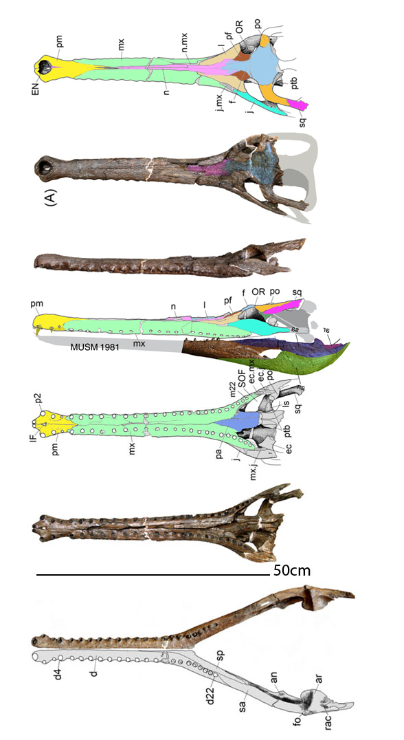 Gryphosuchus