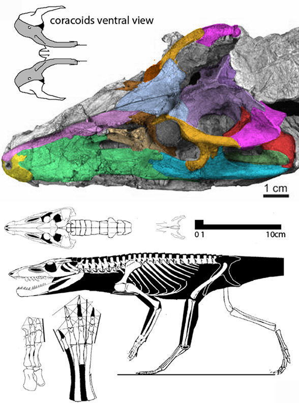 Hesperosuchus