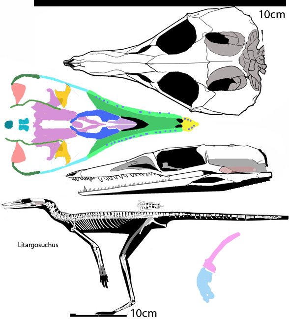 Litargosuchus.htm