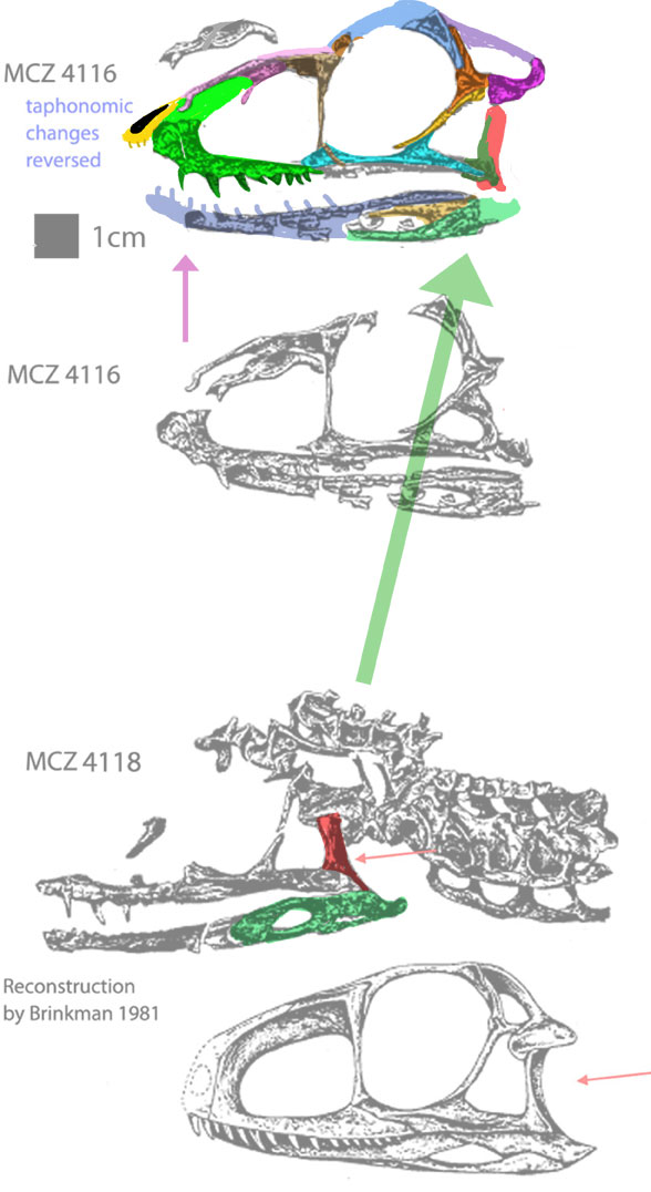 mcz4116 skull 