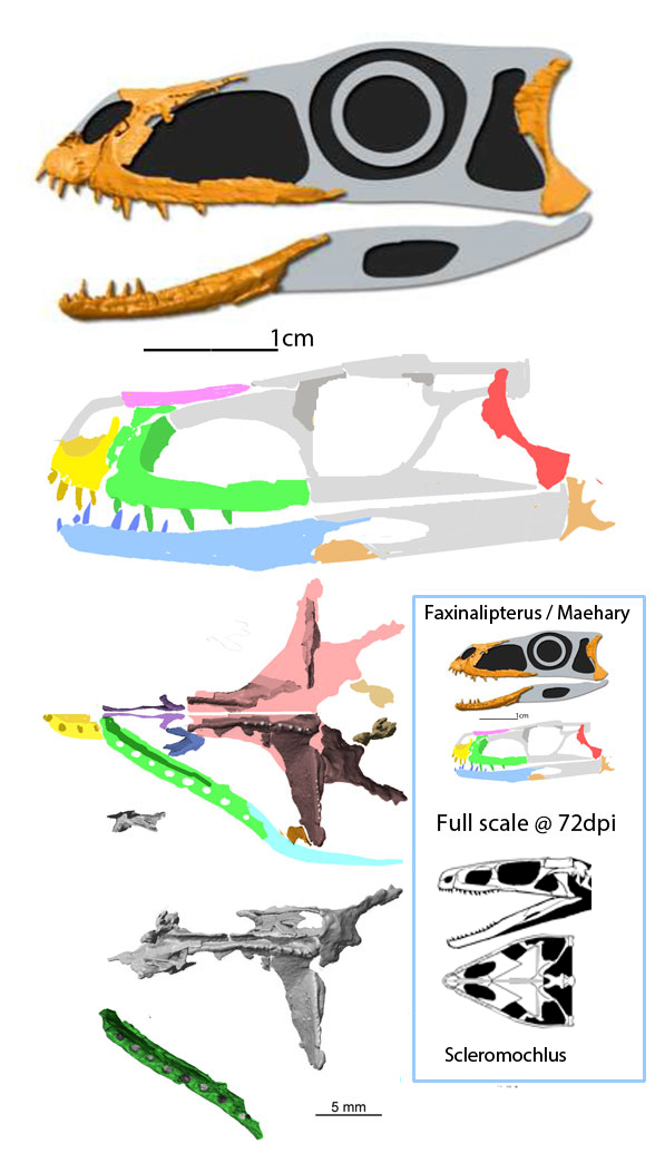 Maehary palate