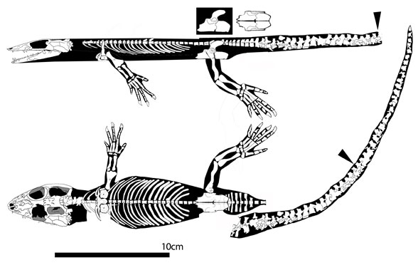 Monjurosuchus