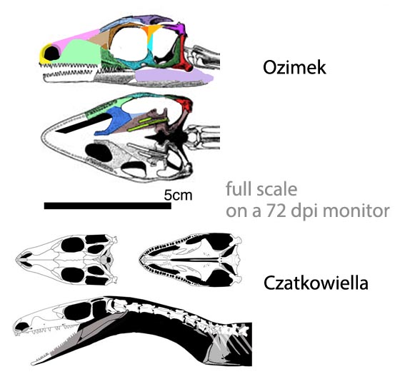 Ozimek skull