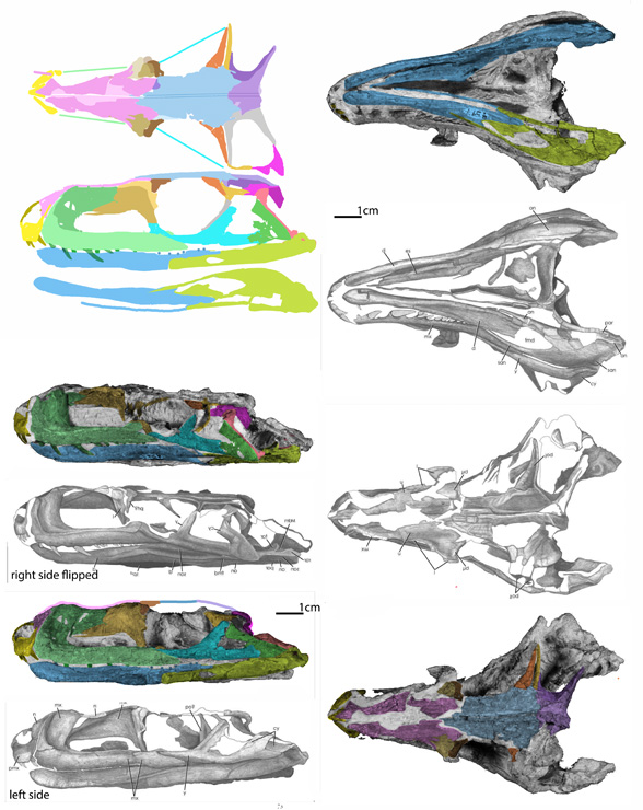 PVL 4597 skull