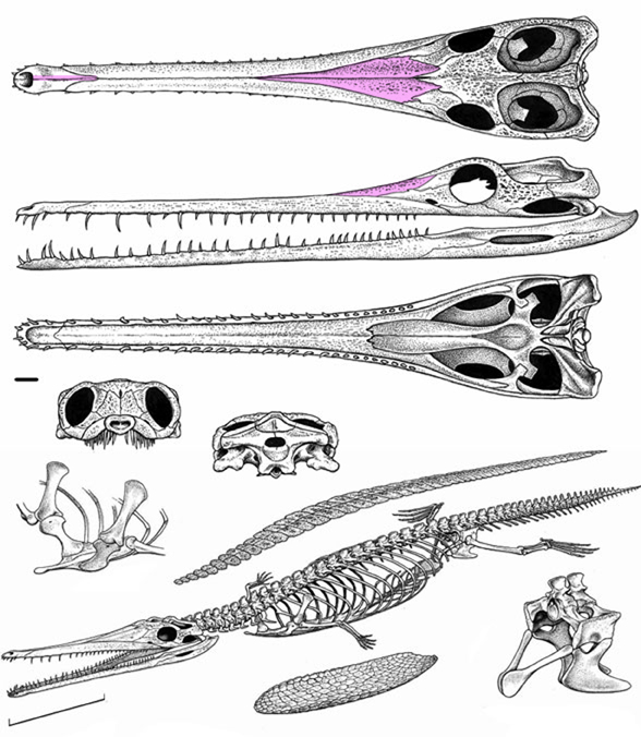 pelagosaurus