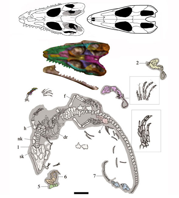 Philydrosaurus