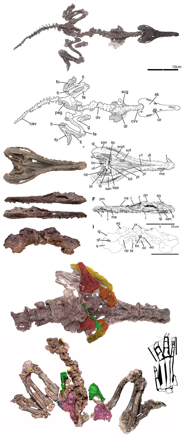 Pseudochampsa