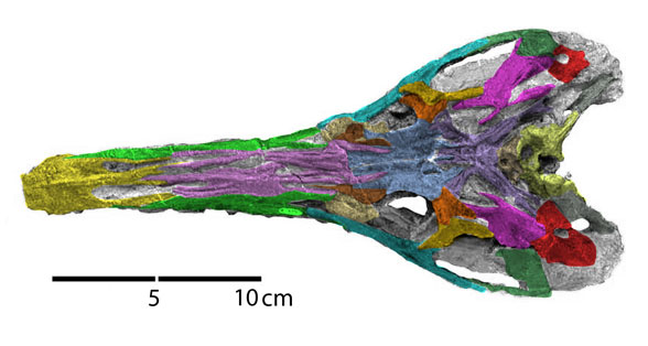 Pseudochampsa skull