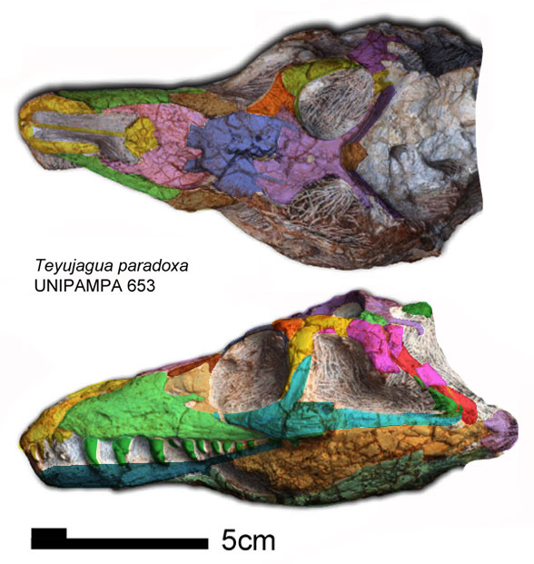 Teyujagua skull