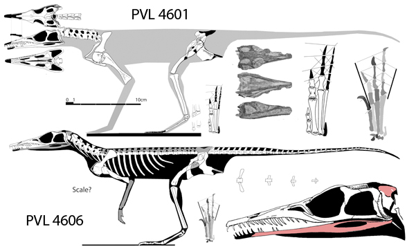 Tropidosuchus