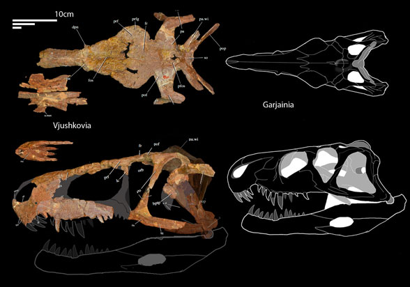 Vjushkovia compared to Garjainia