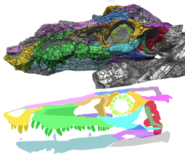 YPM VP 057 103 specimen skull