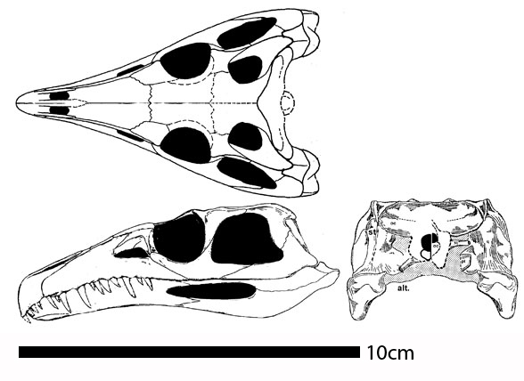 Cerritosaurus