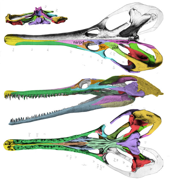 Champsosaurus skull