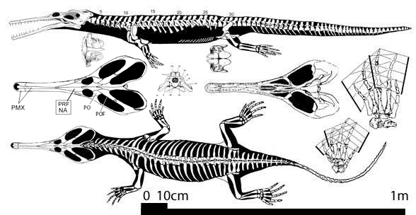 Champsosaurus