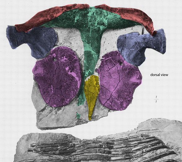 Champsosaurus pectoral girdle