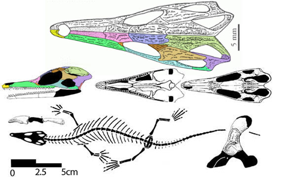 Cteniogenys