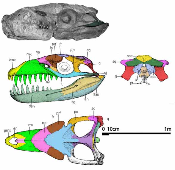 Dakosaurus