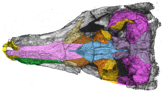 Dibothrosuchus fossil skull dorsal 