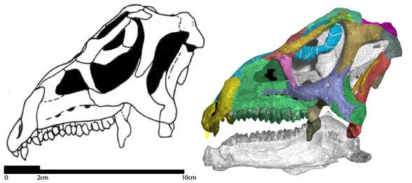 Agilisaurus