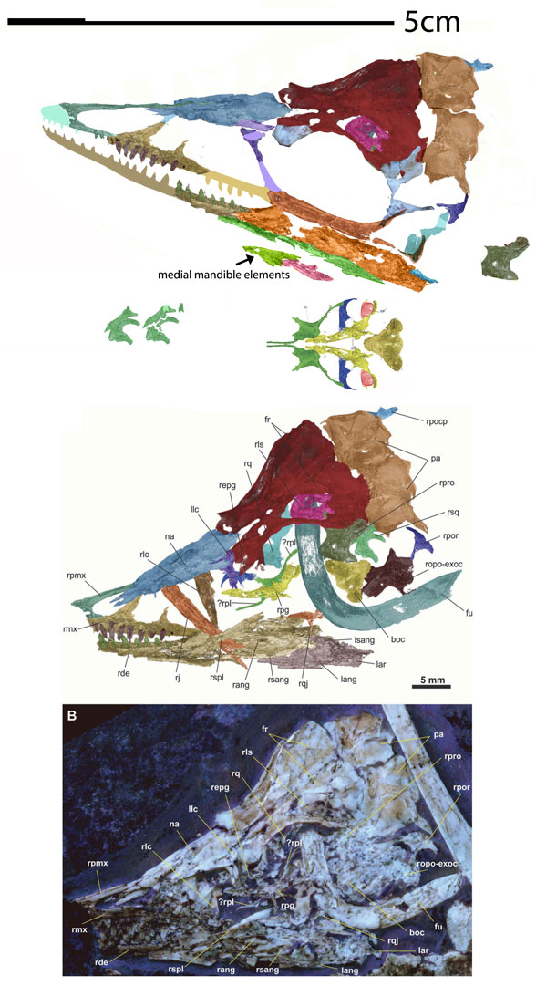 the Daiting specimen wrongly attributed to Archaeopteryx