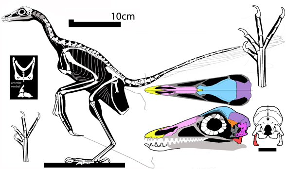 Archaeopteryx London specimen