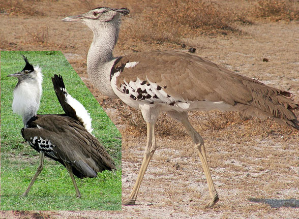 Ardeotis Kori bustard