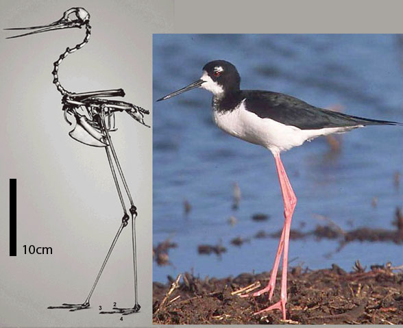 Himantopus Stilt in vivo and skeleton