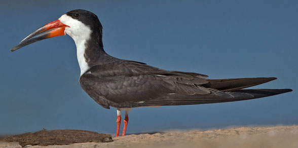 Black skimmer Rynchops niger