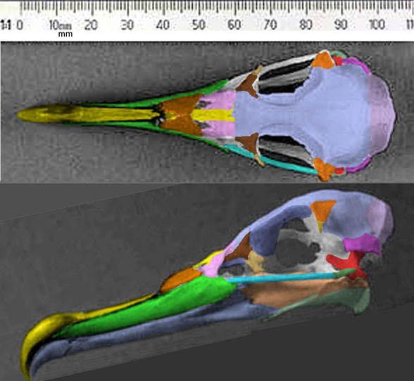 Calonectris skull