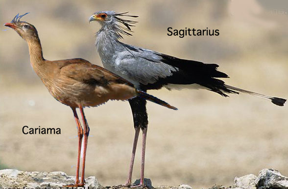 Cariama and Sagittarius