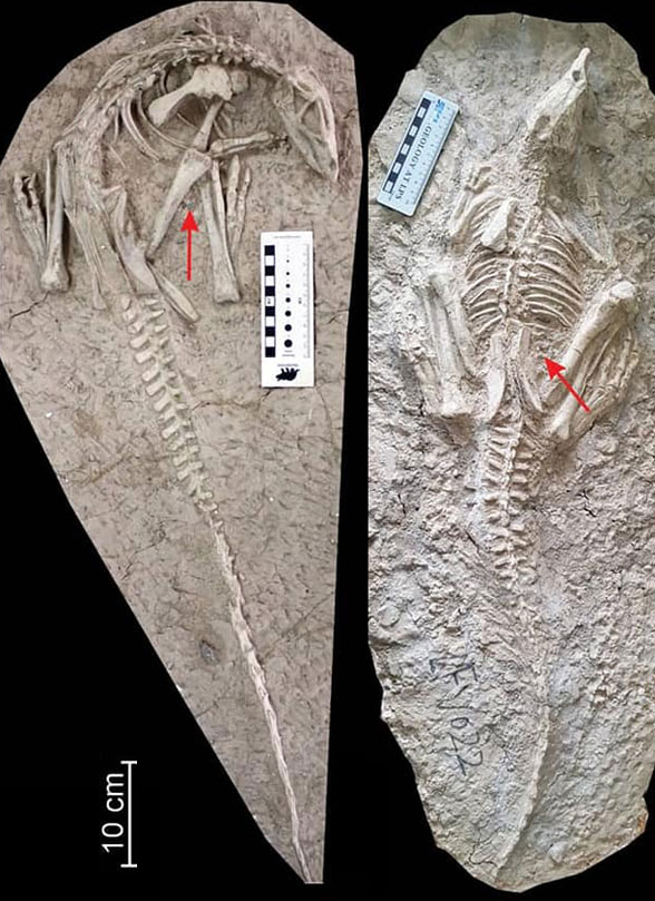 Changmiania x2 specimens