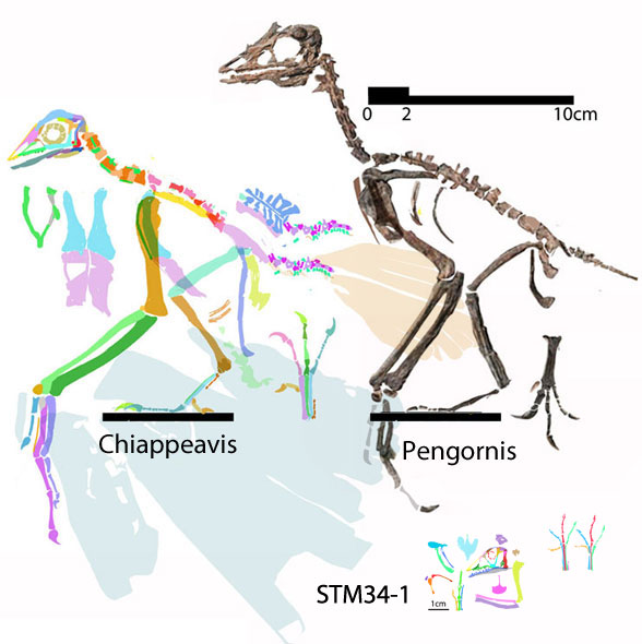 Chiappeavis juvenile