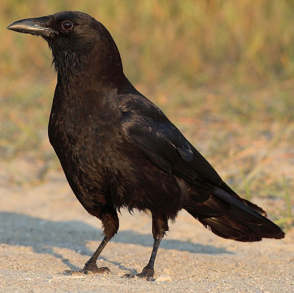 Corvus in situ