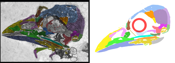 Cyrilavis skull