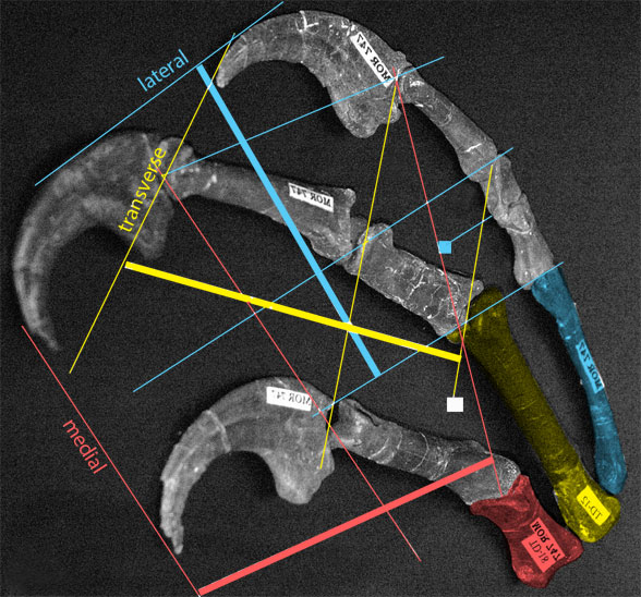 Deinonychus hand