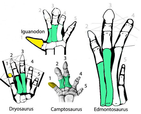 Edmontosaurus manus