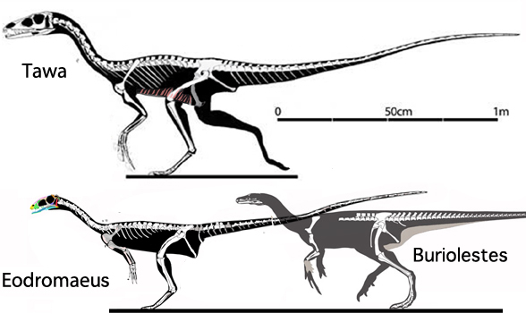 Eodromaeus and Tawa compared