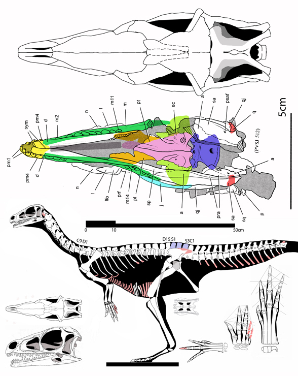 Eoraptor