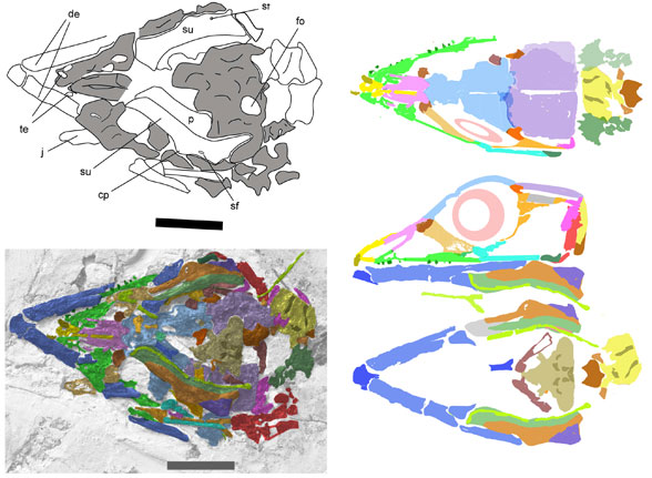 Fortunguavis xiaotaizicus skull reconstruction 