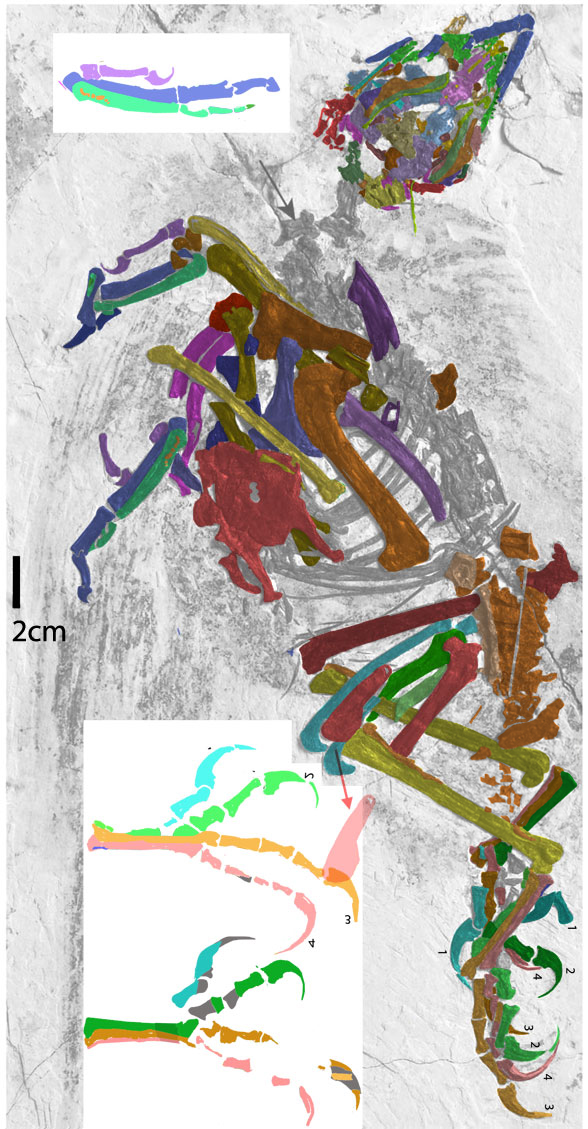 Fortunguavis xiaotaizicus in situ