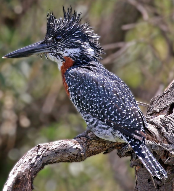 Giant kingfisher invivo