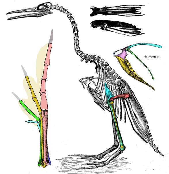 Hesperornis